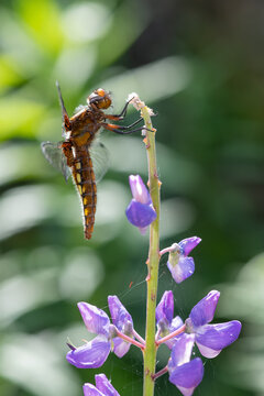 Close up of a broad bodied chaser (libellula depressa) dragonfly