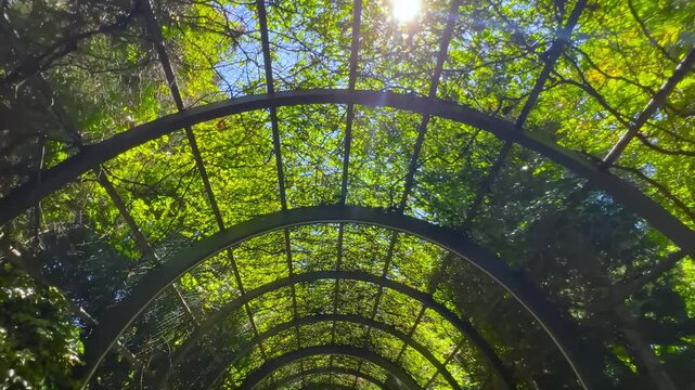 Steadicam camera moving forward through arched metal pergola tunnel covered with green climbing plants. Sunlight creating sun lens flare and light rays in park in Eskisehir, Turkey