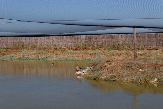 Bird habitat beneath protective netting at Tablas de Daimiel