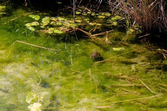Turtle in algae-covered wetland at Tablas de Daimiel