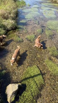 Two dogs are playing in a river