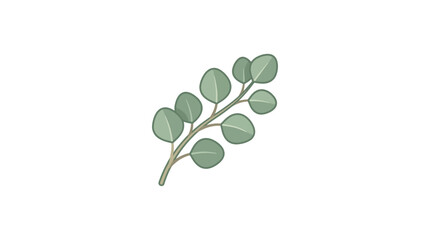 Obraz premium Diagonal eucalyptus branch with round leaves.