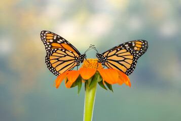 A pair of monarch butterflies (danaus plexippus) feeding together on a single tithonia sunflower. Side view on a natural bokeh background. © Corry Anne