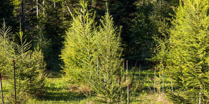 Small evergreen trees supported by stakes in a tree nursery for reforestation background and landscape design