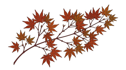 Fototapeta premium Detailed illustration of a Japanese maple branch with vibrant red autumn leaves