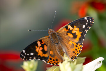 Obraz premium Macro of a painted lady butterfly (vanessa cardui). Top view with wings spread open.