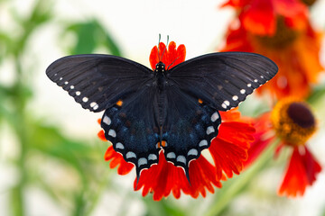 Macro of a black spicebush butterfly (papilio troilus) on a red garden flower - top view with wings spread open. © Corry Anne