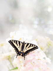 Macro of a western tiger swallowtail (Papilio rutulus) on soft white hydrangea flower - wings spread open on a bright bokeh background © Corry Anne