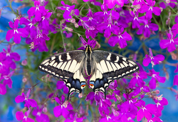 Macro of an Oregon Swallowtail (papilio bairdii oregonius) butterfly feeding on lobelia flowers. Top view with wings spread open. © Corry Anne