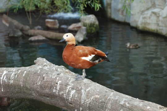 Ruddy shelduck with bright reddish-brown plumage and pale head