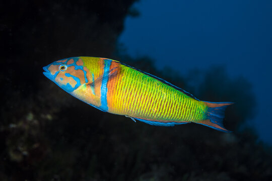 View of an ornate wrasse swimming in the Adriatic Sea, Croatia.