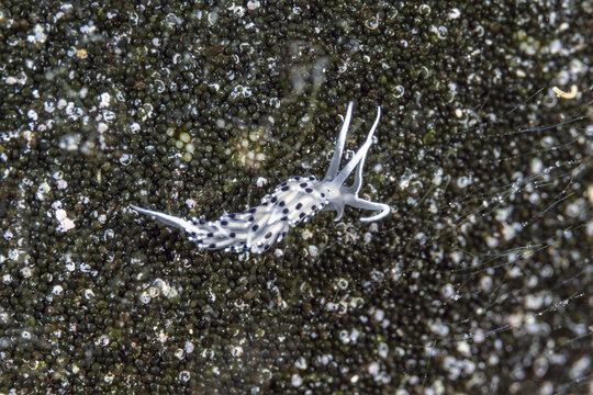 View of a small white nudibranch with black spots crawling on a dark textured surface in the Adriatic Sea, Croatia.
