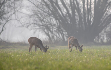 European roe deer grazing on misty meadow during spring sunrise © roobcio