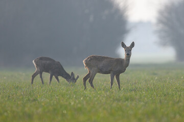 Alert roe deer watching while buck grazes on misty spring meadow © roobcio