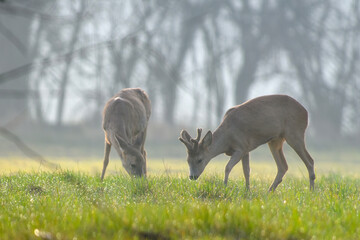 European roe deer pair grazing on misty spring meadow at sunrise © roobcio