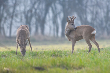 European roe deer buck grooming while grazing with doe on misty spring meadow © roobcio