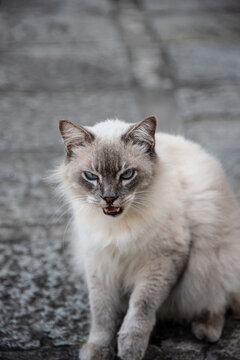 Fluffy cat on a cobblestone street