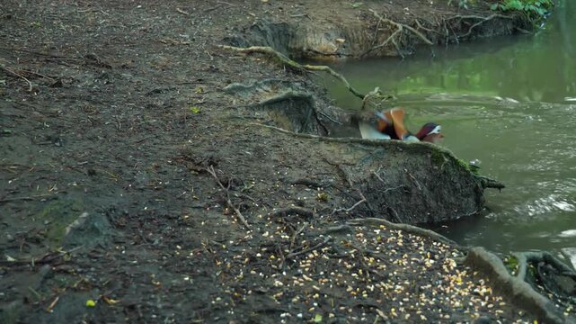 Pair of Colorful Mandarin Ducks Feeding by a Pond