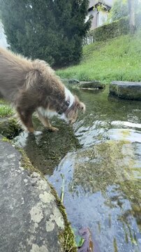 Brown and white dog is drinking water from a stream
