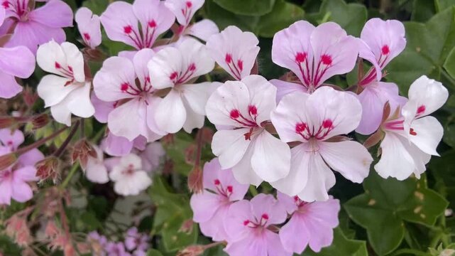 Pink geranium flowers in a spring garden close up. Blooming Pelargonium peltatum. Ornamental plants concept,4K.