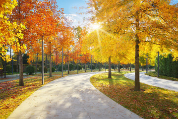 Naklejka premium A winding paved stone walkway cutting through a modern park filled with vibrant yellow and orange autumn trees and bright sun flare. Outdoor environment serves design element.