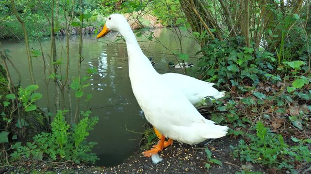 Two beautiful white ducks standing by a quiet pond