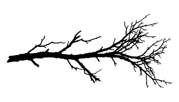 Bare dead tree branch horizontal graphic vector element for autumn halloween eerie and scary nature landscape decoration