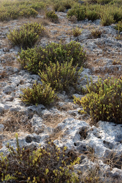 VEGETAZIONE DELLA MACCHIA MEDITERRANEA TRA LE ROCCE CARSICHE SULLA COSTA DEL SALENTO