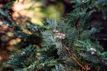 Thuja evergreen foliage with delicate branches and small cones. Natural lush green coniferous view. © Todayphoto