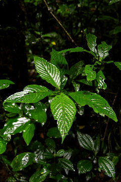 Tropical rainforest leaves in Costa Rica after rain