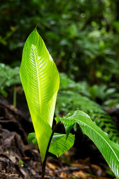 Bright tropical leaf in Costa Rica rainforest