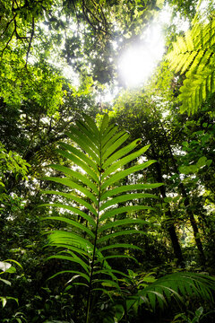Tropical rainforest foliage with sunbeam in Costa Rica