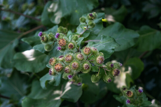 Prickly burdock burrs with purple blooms cling to green leaves in wild, nature's own hitchhiker.
