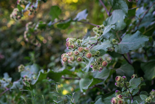 Prickly burdock burrs with purple blooms cling to green leaves in wild, nature's own hitchhiker.