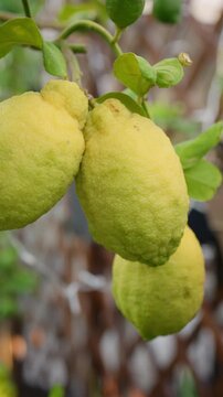 Yellow and green lemons growing on a branch of a citrus tree, providing fresh fruit in a garden setting