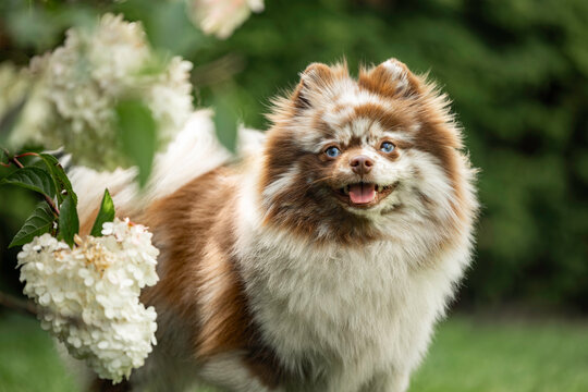 happy merle spitz dog with blue eyes posing outdoors in summer