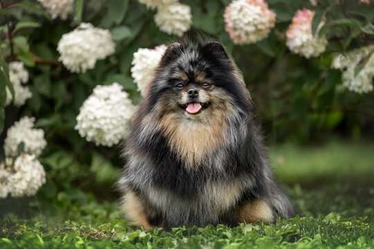 happy merle spitz dog sitting outdoors in summer