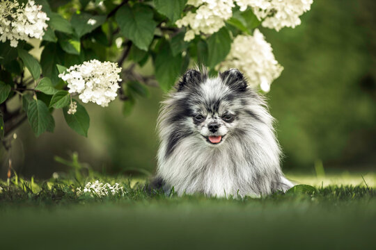happy merle spitz dog lying under a hydrangea bush in summer
