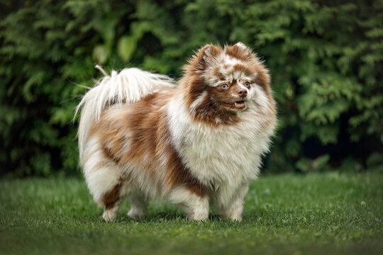 cute merle pomeranian spitz dog posing outdoors in summer