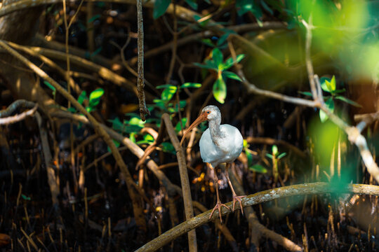 white ibis in forest