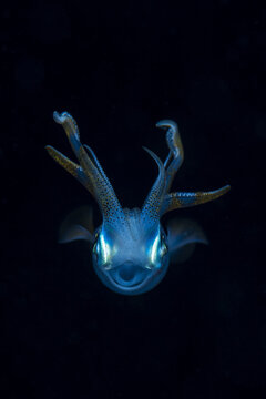 View of a small squid swimming in the dark ocean with glowing eyes and iridescent tentacles, Philippines.
