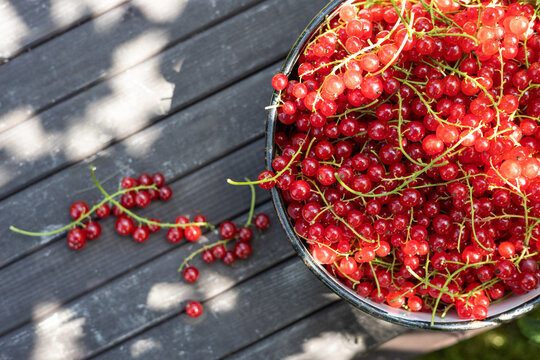 Fresh red currant harvest in bowl on wooden table
