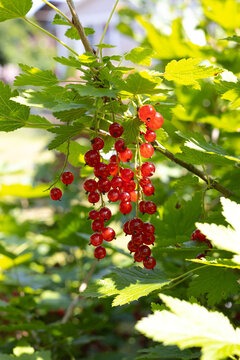 Red currant berries ripen on branch in summer garden