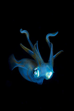 View of a bioluminescent squid swimming in the dark ocean waters in the Philippines.