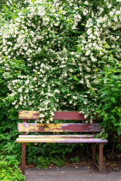 Beautiful white jasmine in the garden