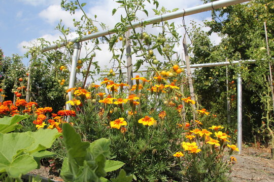 low angle view at marigolds and tomato plants and pumpkin plants in a vegetable garden in summer