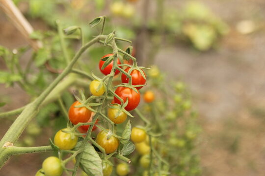 a branch of a tomato plant with delicious red cherry tomatoes closeup in a vegetable garden in summer