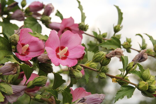 a beautiful branch of a hibiscus tree with pink flowers in a garden in summer closeup