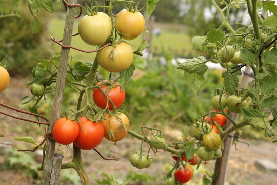 a plant with a bunch of green and red tomatoes closeup in a vegetable garden in summer