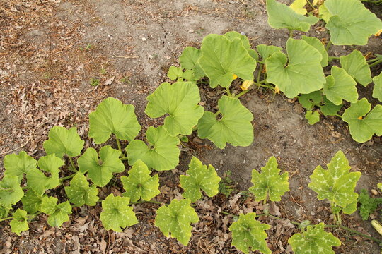 two vines of different pumpkin plants in a large vegetables garden in summer closeup